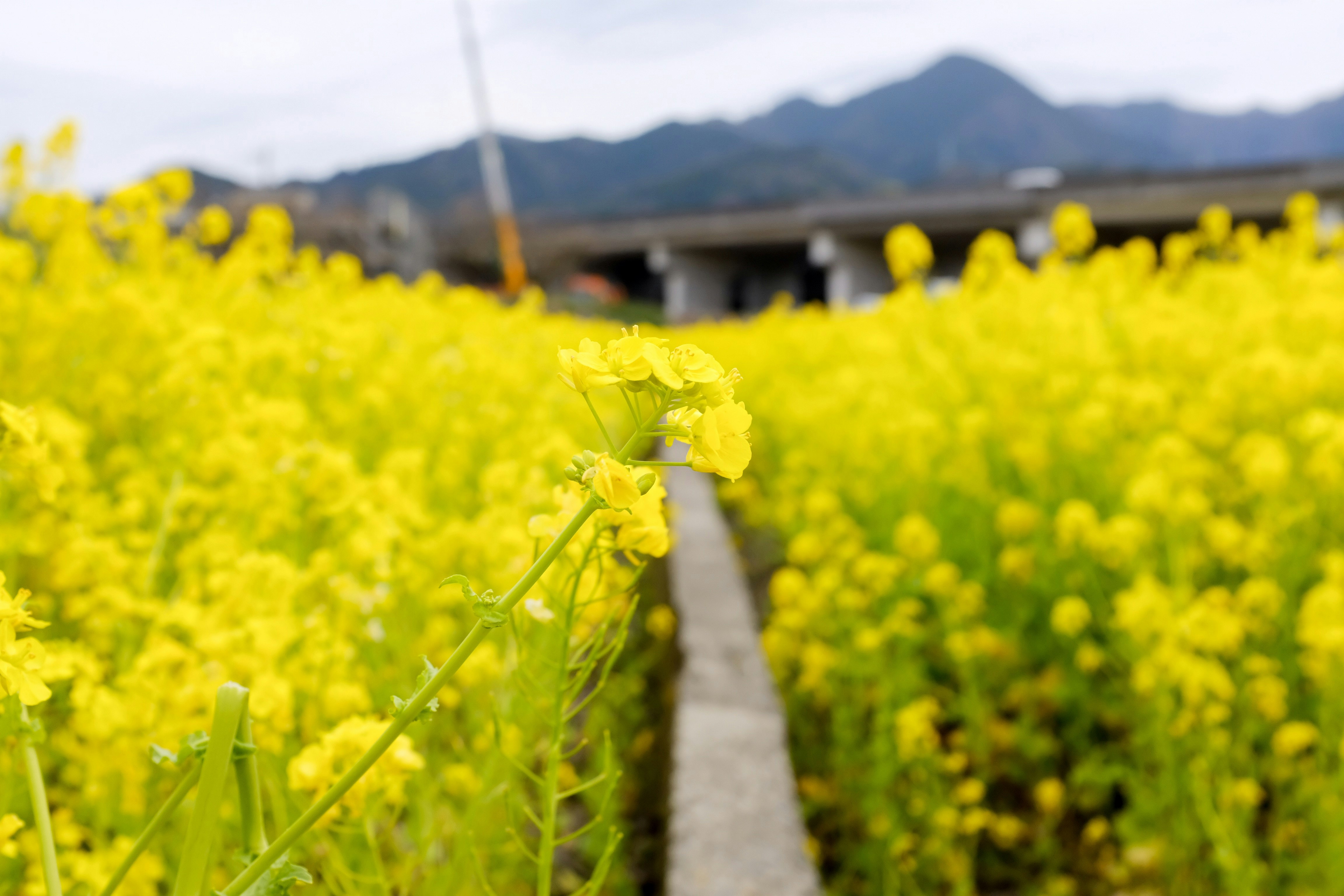 yellow flower field during daytime